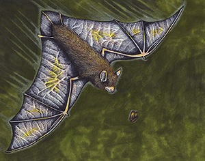 An original artwork of a bat pursuing a moth by Genevieve Arnold.