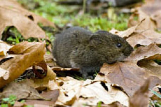 Voles: Furry farmers