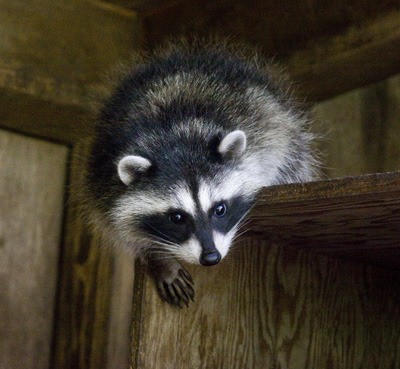 A curious raccoon kit in its enclosure at Wolf Hollow.