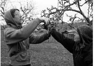 Kevin Murphy and Mary Hayton begin spring pruning in their Lopez orchard.