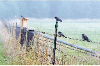 Bluebirds photographed in San Juan Valley