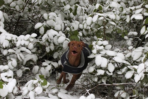 Audrey Bordvick took this photo of her dog Karina