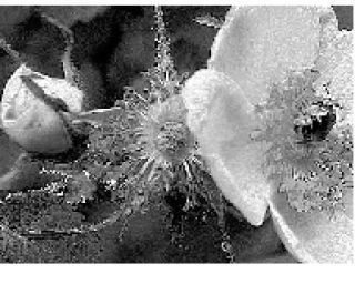 A bee photographed on a rose on Lopez Island.
