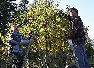 Husband and wife Maia Yip and Kenny Ferrugiaro gleaning apples in Cam Devore’s orchard for the next Evening Meal at School.