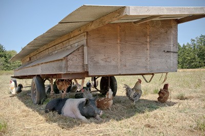 Horse Drawn Farm's pickin' trailer provides a moveable home for pigs and chickens.