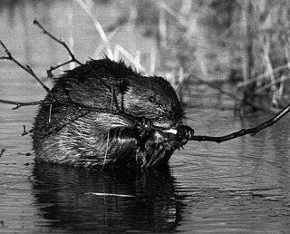 A beaver