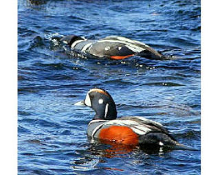 Christmas Bird Count  on Lopez finds 80 species