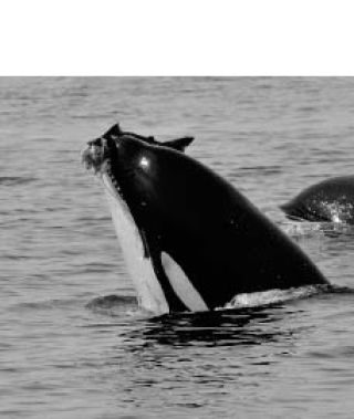 $1.4 million in funding to improve salmon habitat in San Juan County