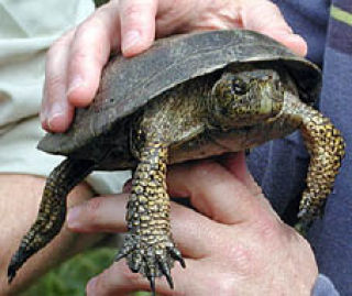County Department  is looking for a turtle