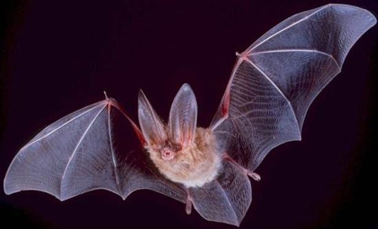 Townsend’s big-eared bat