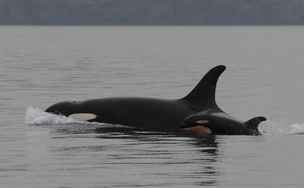 Newborn J-51 swims alongside its presumed mother