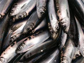 The scientists of Kwiáht need your help to locate herring spawning this spring.