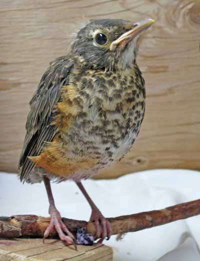 A robin nestling perches on a twig while recuperating at Wolf Hollow Wildlife Rehabilitation Center.