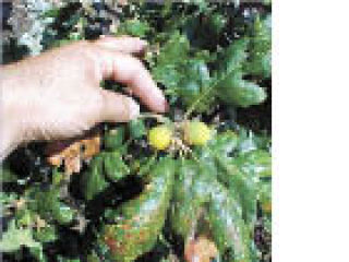 Ripe green acorns in a spray of Garry oak (Quercus garryana) leaves on Waldron