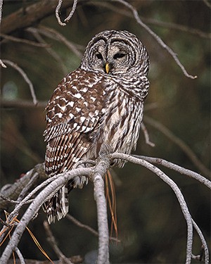 The barred owl has vertical brown and light barring or streaking.