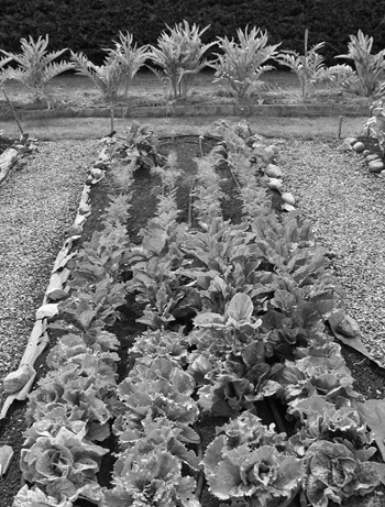 Images of spring vegetables encourage January garden planning.