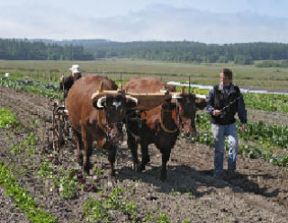 Kathryn Thomas leads oxen Giz and Red and Debby Hatch steers the cultivator at Horse Drawn Farms.