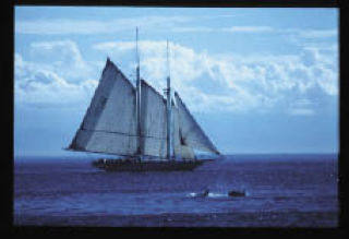S/V Adventuress with orcas whales in foreground.