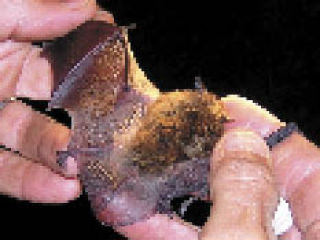 The Little Brown Myotis bat