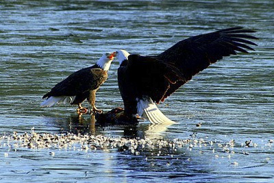 An eagle defending its catch  a cormorant  against another eagle.