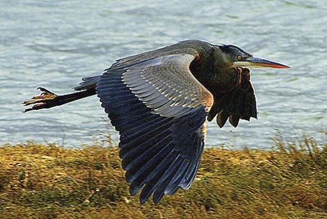 Great Blue Heron