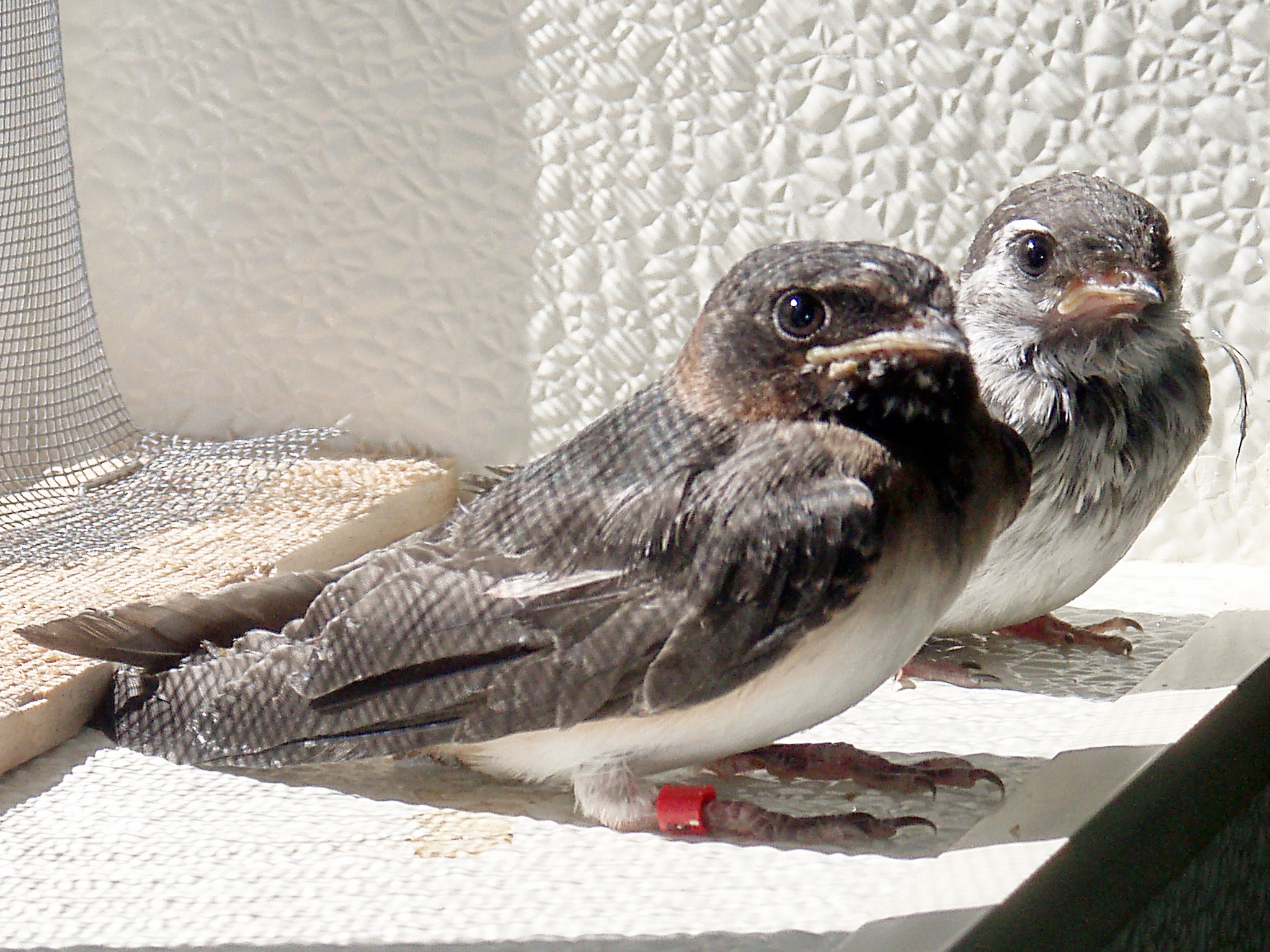 Living with swallows