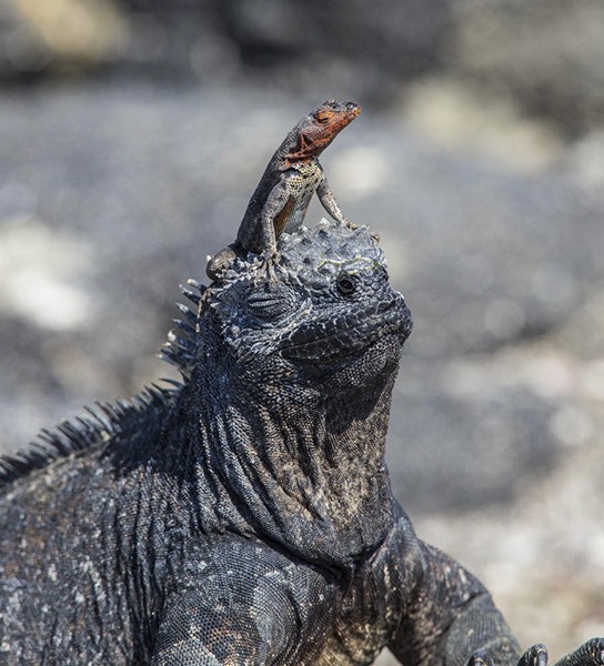 Peter Cavanagh’s photo of a marine iguana.