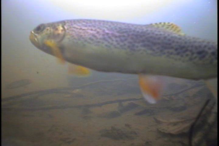 A coastal cutthroat in a stream near States Inn on San Juan Island