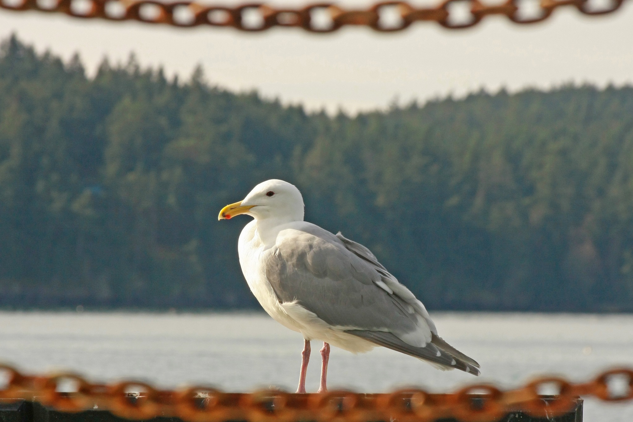 Beachwalkers and birders wanted for collecting data