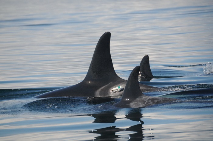 A Canadian necropsy reveals more info about a Southern resident orca