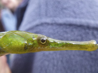 A bay pipefish