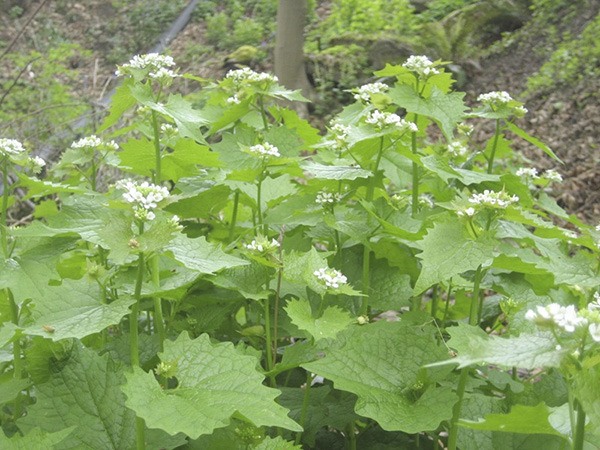 Garlic mustard.