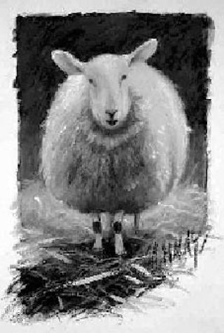“One Sheep” #1478