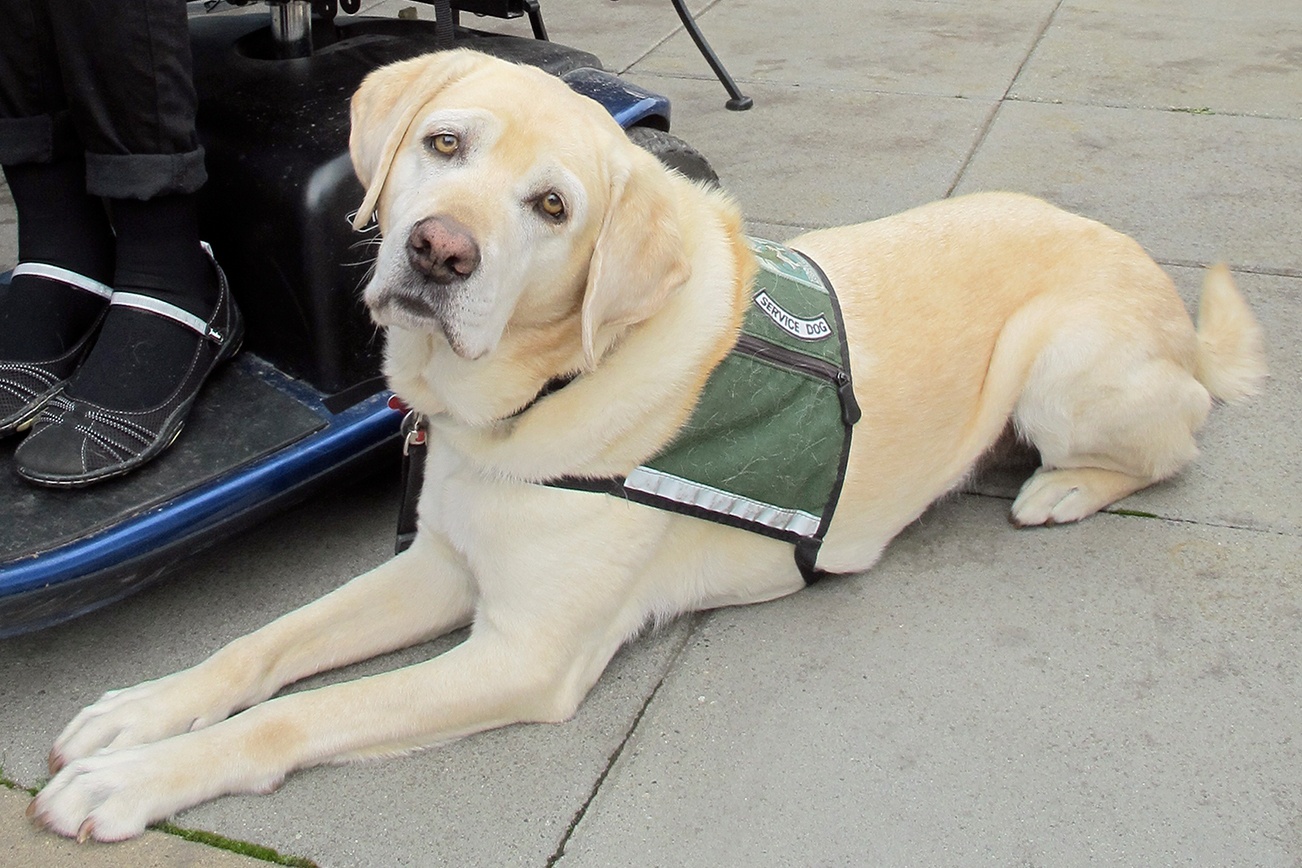 Dogs provide assistance to disabled islanders