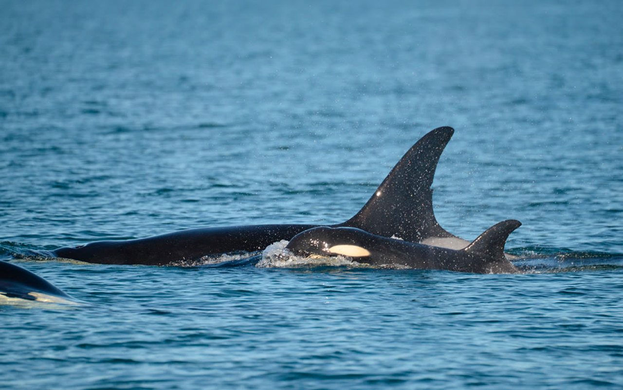 Resident orcas | No population growth in 20 years
