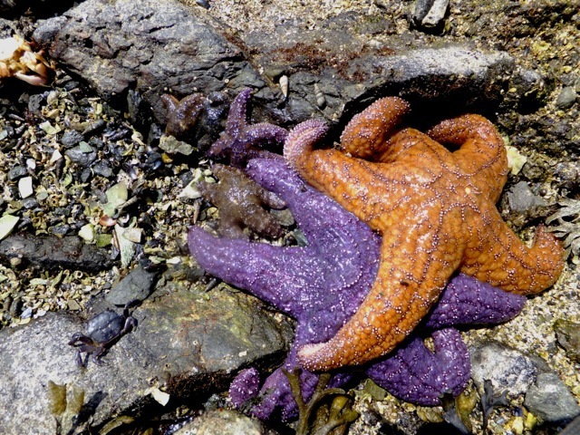 Contributed photoIndian Island Ochre Stars are recovering while other inter-tidal animals are showing signs of stress.