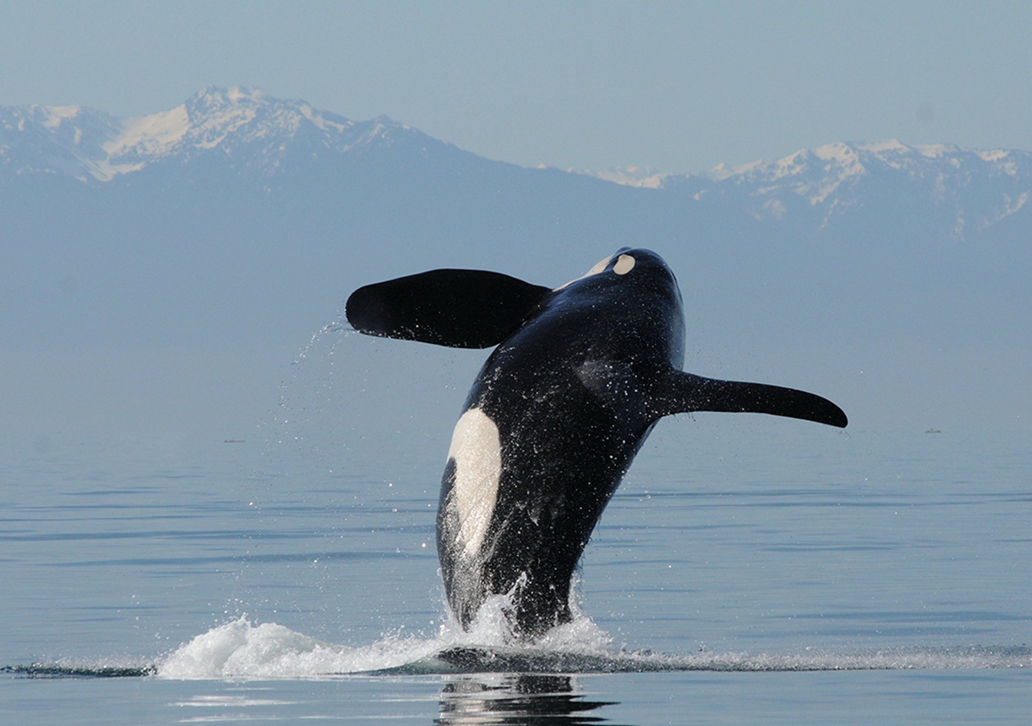 Orca from Salish Sea found dead in Canada