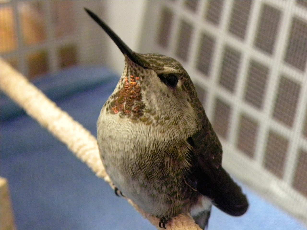 Winter hummingbirds and bats