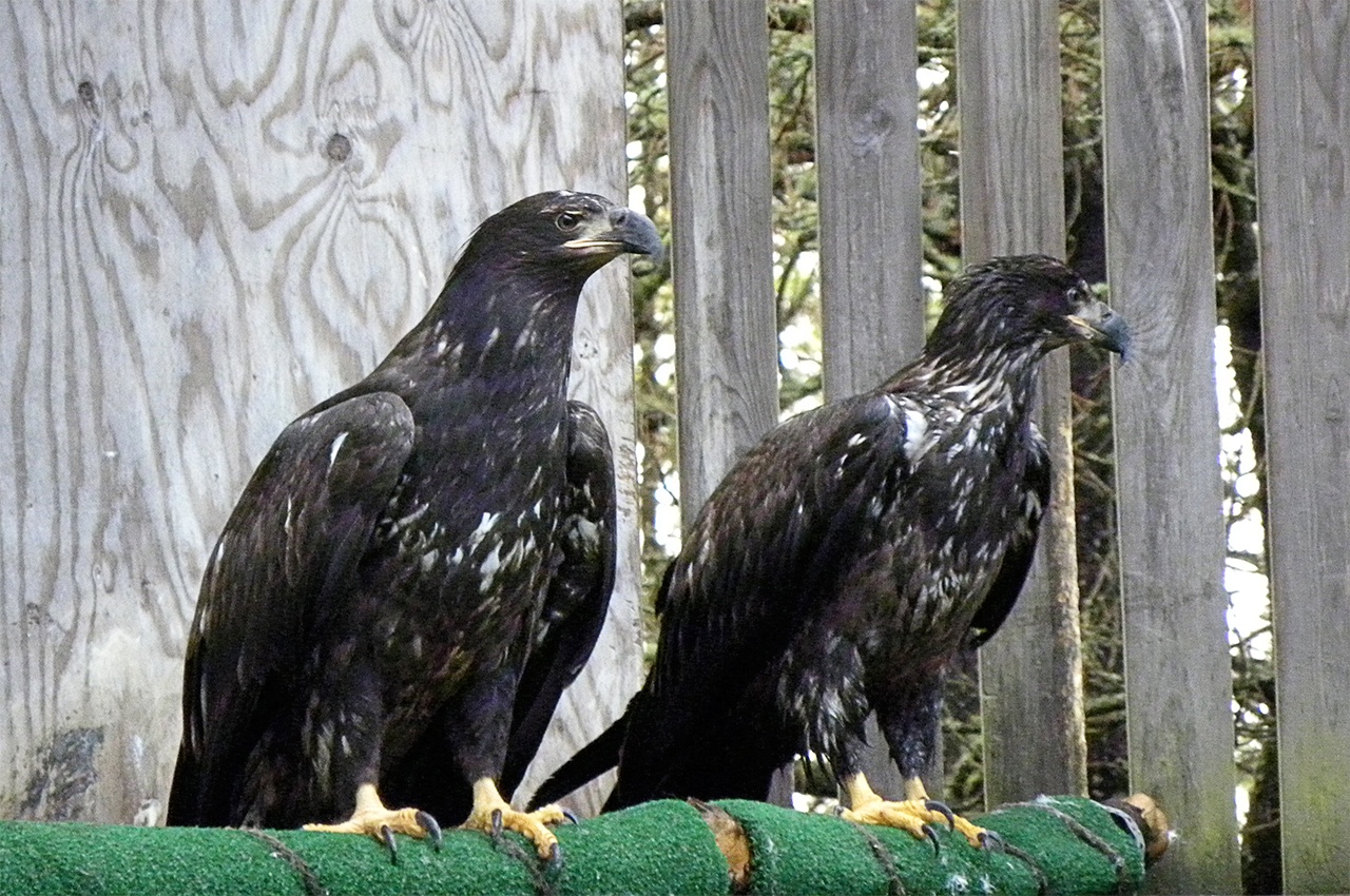Pair of bald eagles released at Rasar State Park