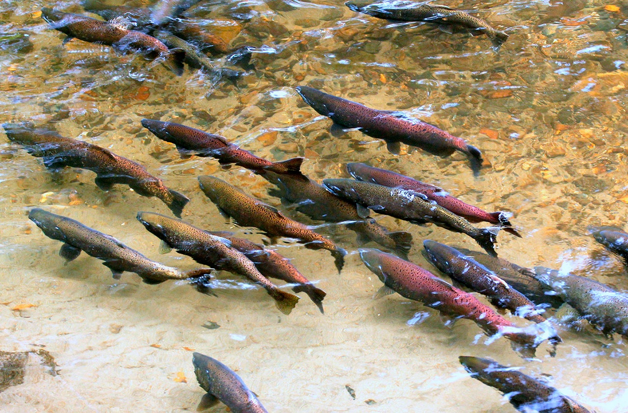 Request for Salmon Recovery Project proposals