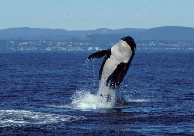 Contributed photo/Center for Whale Research                                &ldquo;Granny was very a rambunctious whale and a known breacher,&rdquo; said Center for Whale Research Director Deborah Giles. The above photo was taken in 1998.