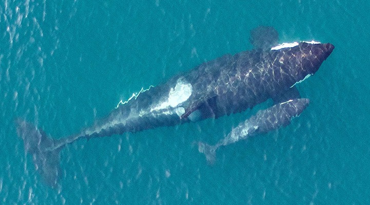 Contributed photo/NOAA                                This photo, taken by a NOAA drone, shows the L122, just days after being born to first-time mother L91.