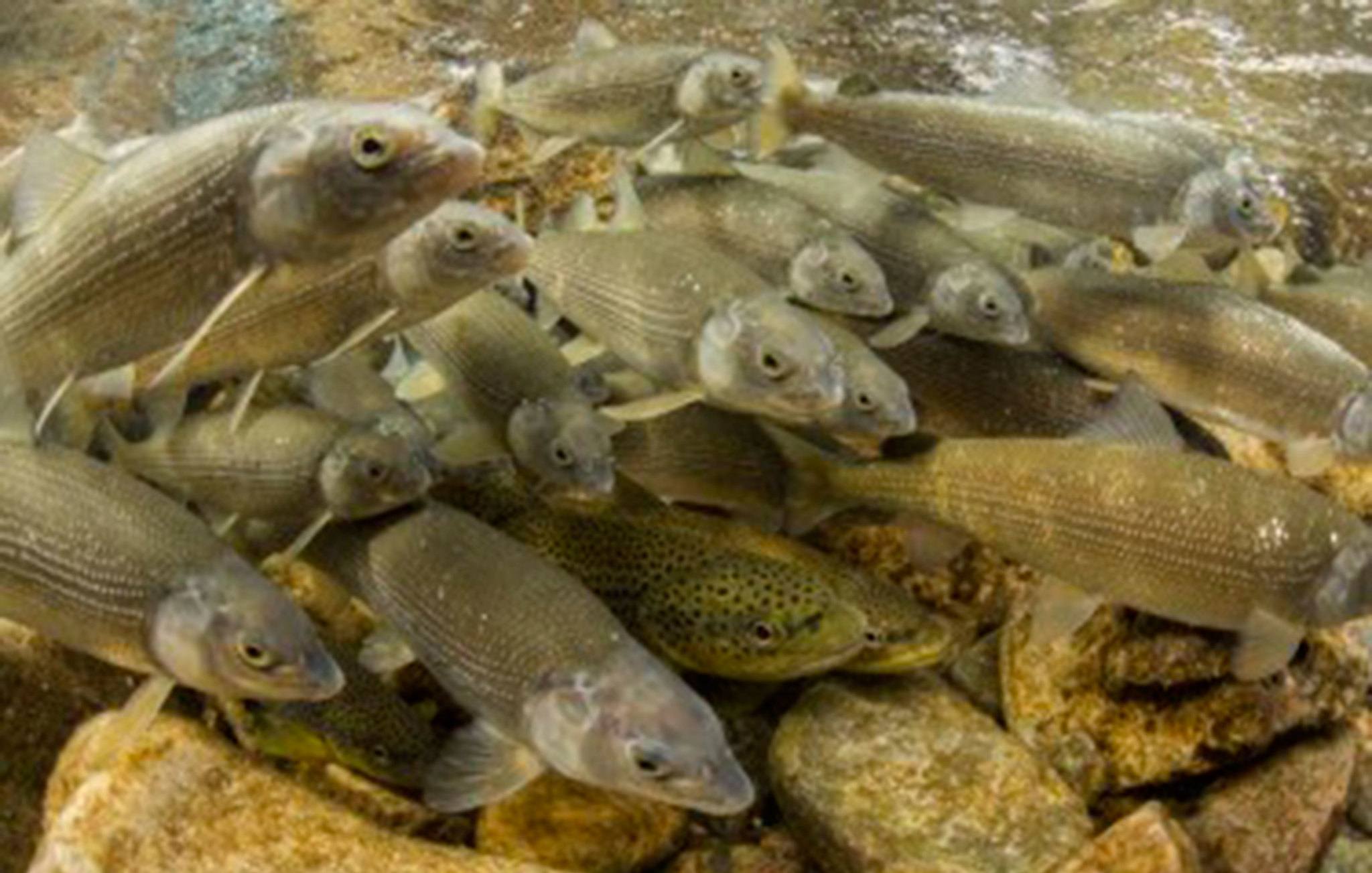 Human interaction harms some fish, helps others