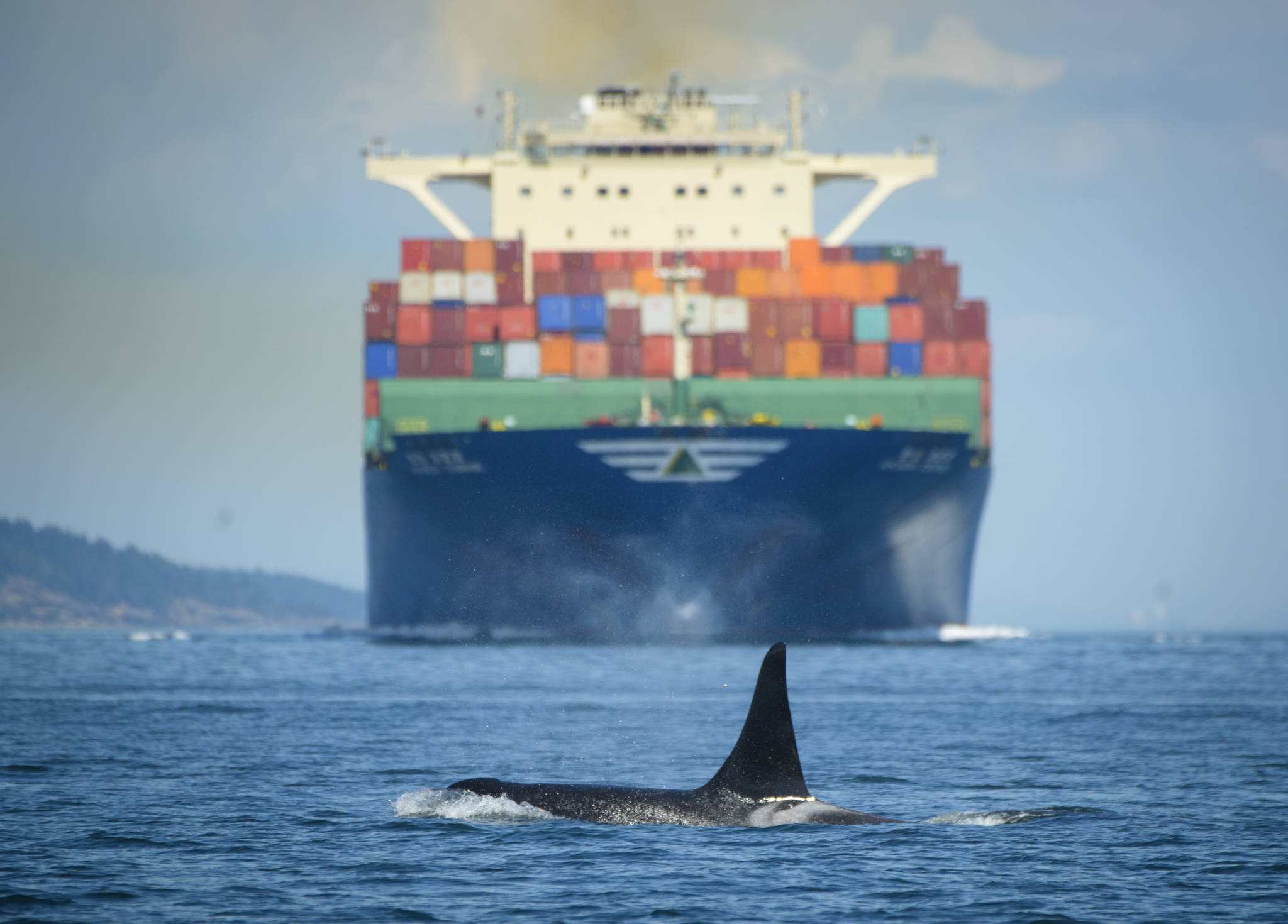 Contributed photo/ Captain Alan Niles, Maya’s Legacy Whale Watching                                A Southern resident orca in front of a container ship.