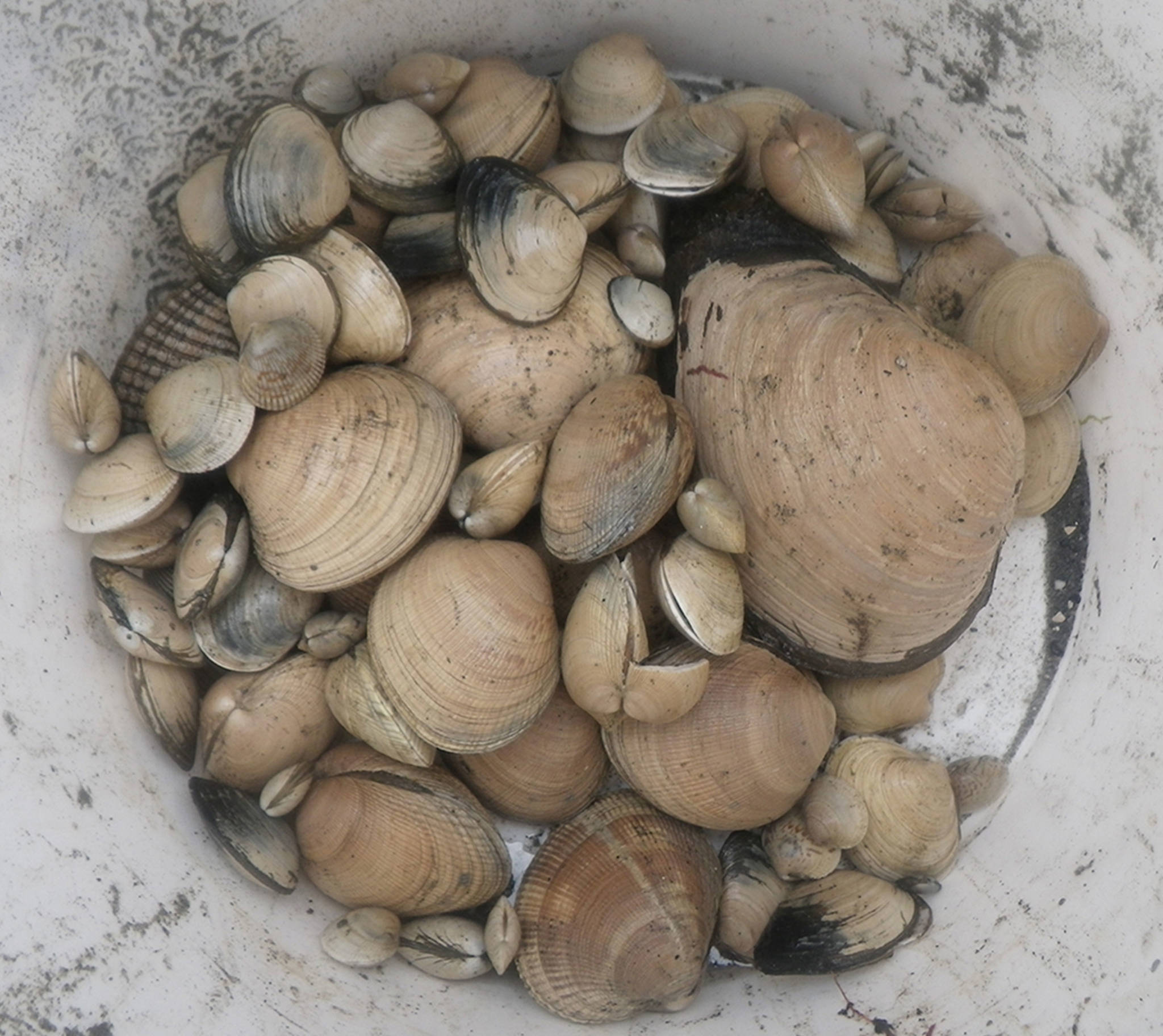 Soapy clams raise concerns for island ecosystems