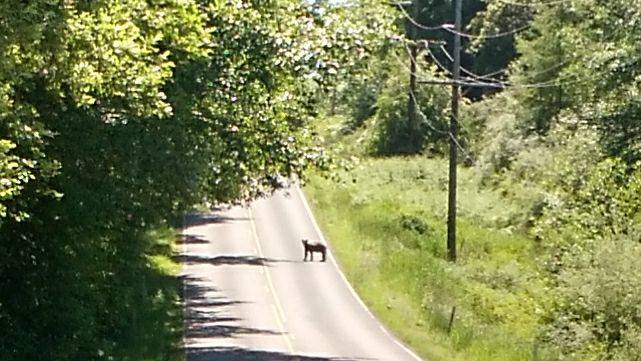 Black bear now on Orcas has likely been eluding authorities since last week