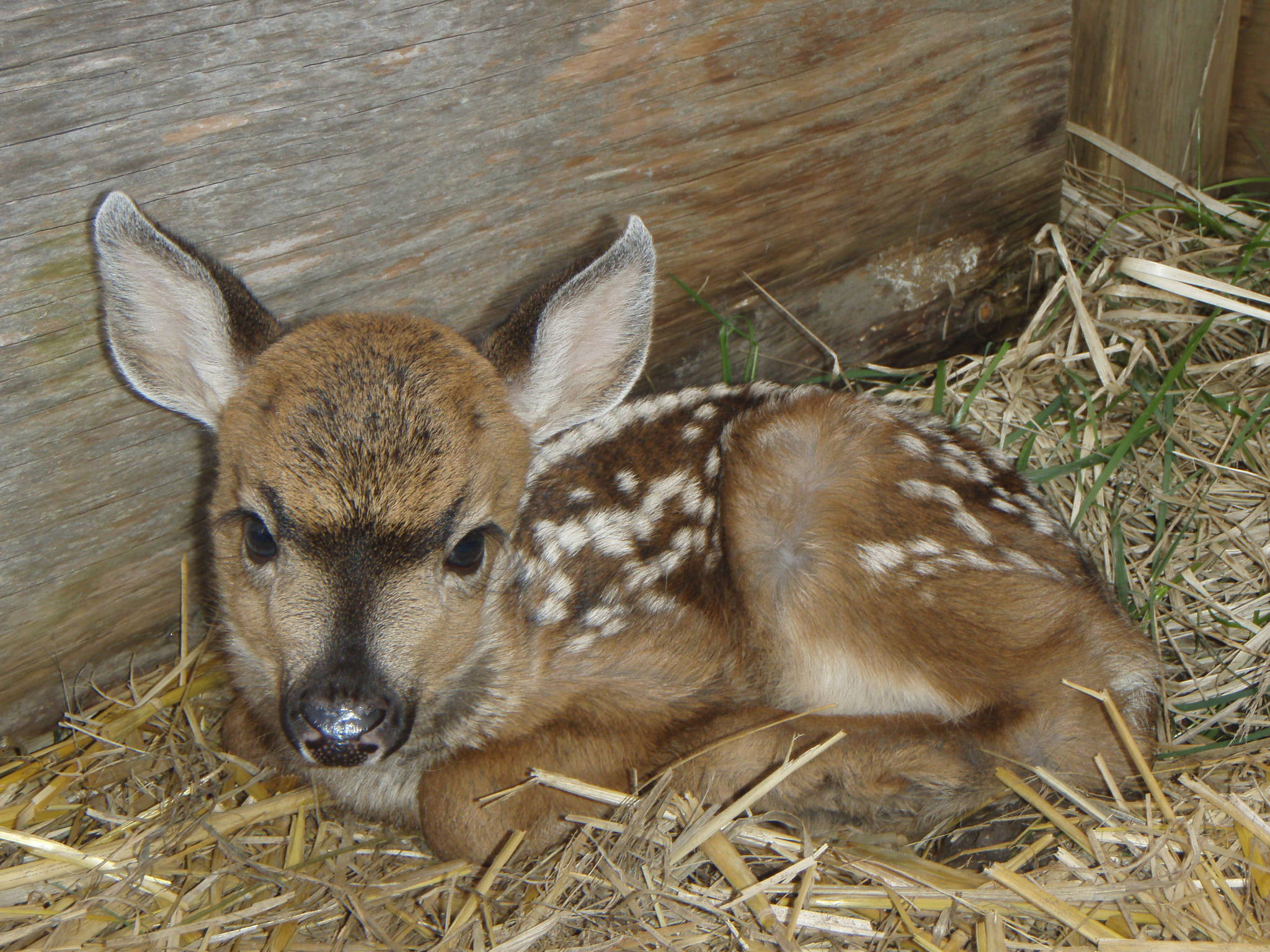 Contributed photo/Wolf Hollow Wildlife Rehabilitation                                Island fawn are born in late April and early May.