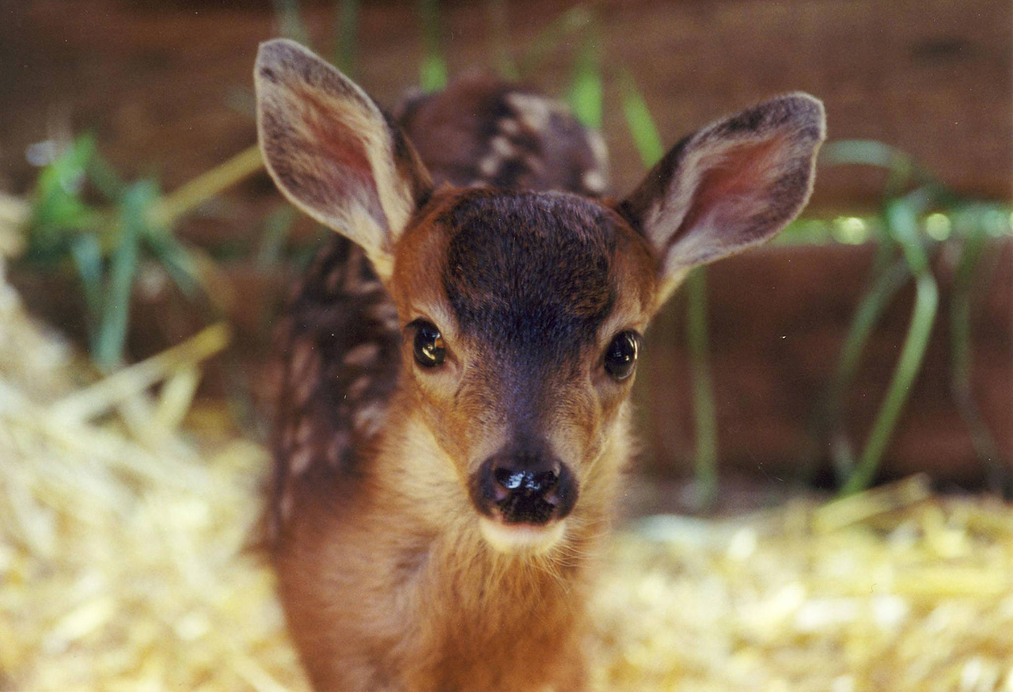 Mother deer — baby season in the San Juans welcomes fawns, fledglings and fox kits