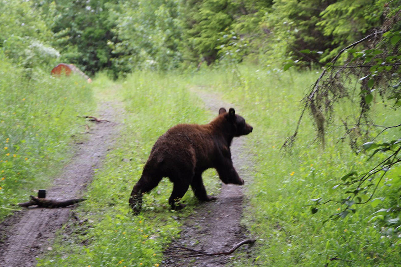 Sheriff confirms bear has been caught