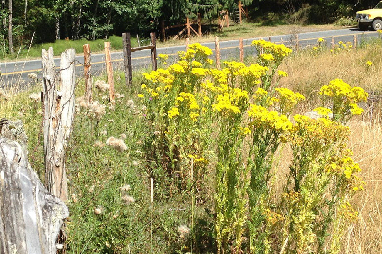 It’s tansy ragwort season